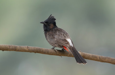 A Red-vented Bulbul (Pycnonotus cafer).の写真素材