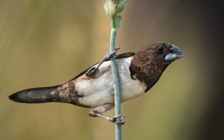 white-rumped munia (Lonchura striata) or white-rumped mannikin.の写真素材