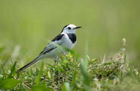 White Wagtail (Motacilla alba) standing in a lush green field.