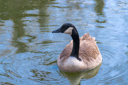 Shot of a Canada Goose swimming in water in one of Chicago's parks. の写真素材