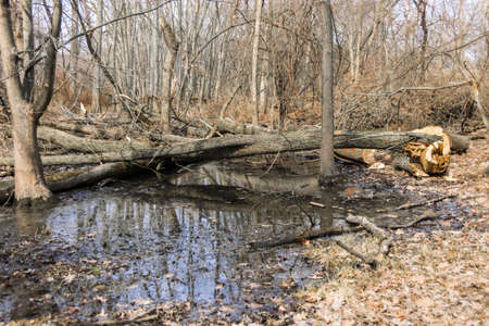 Shot of a pond in a park. の写真素材