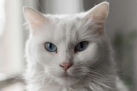 Close up shot of a white cat's face.の写真素材