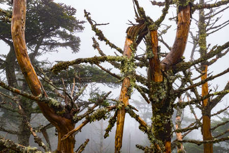 Shot of broken trees in a forest taken from height on a foggy day. の写真素材