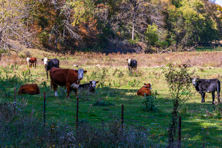 Shot of cows on a pasture at a local dairy farm in Wisconsin.の写真素材
