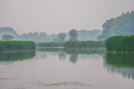 Misty lagoon during summer with waterfowl.の写真素材