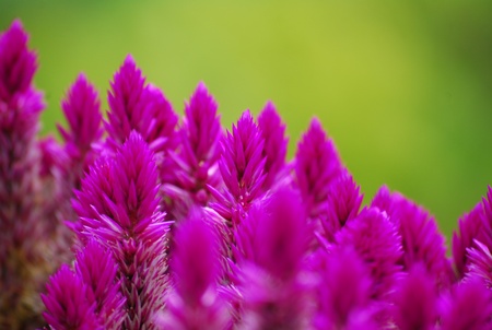 the pink flower.の写真素材