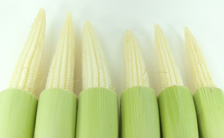 Fresh baby corns. の写真素材
