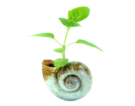 Plant in nautilus shellの写真素材