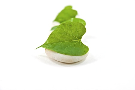 Leaves on white stonesの写真素材