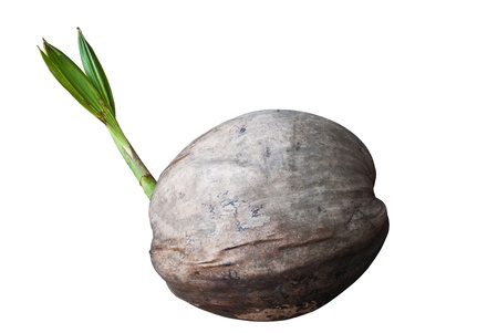 Sprout of coconut tree の写真素材