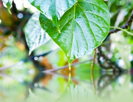 Green leaf reflecting in waterの写真素材