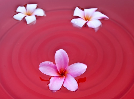 Frangipani flowers in the waterの写真素材