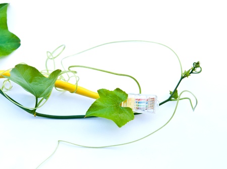 Green energy concepts, RJ45 yellow network cable with green leavesの写真素材