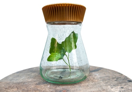 Plant in glass bottle on white background with clipping pathの写真素材