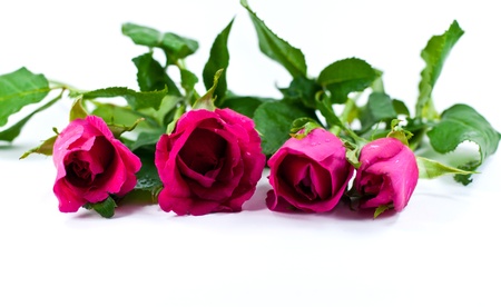 Closeup of the Valentine roseの写真素材