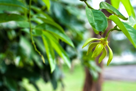Ylang-Ylang Flowers on treeの写真素材