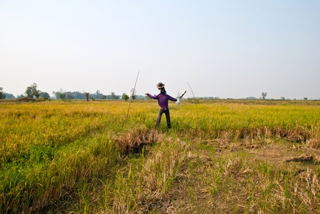 Scarecrow in paddy field の写真素材