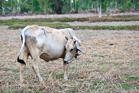Cow grazing on pasture の写真素材