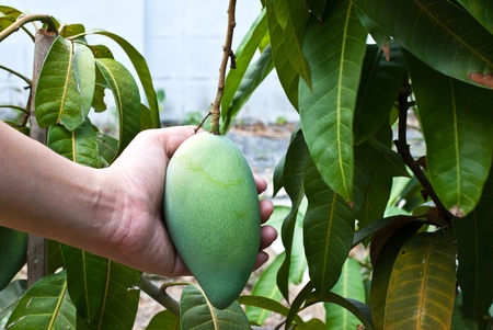 Hand holding a mango hang on treeの写真素材