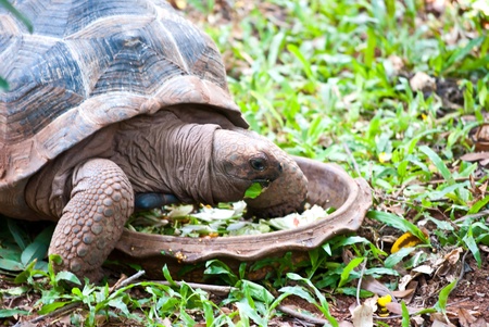A big turtle eating fresh vegetable 