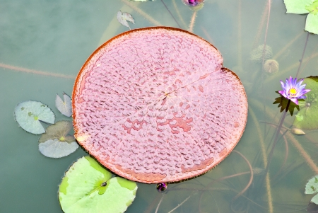 Giant leaf of water liliesの写真素材