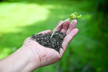 Plant in the hand on green background の写真素材