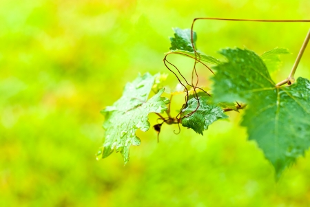 Drop of water on grape leafの写真素材