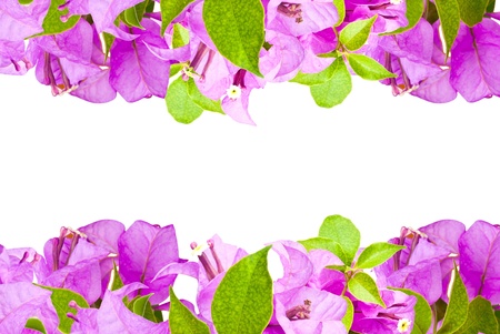 Paper flowers frame isolated on whiteの写真素材