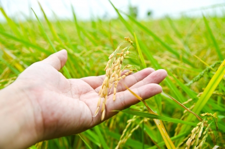 Hand with rice field の写真素材