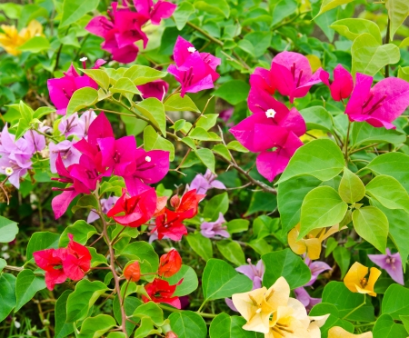 Paper flowers  Bougainvillea , the tropical flowersの写真素材