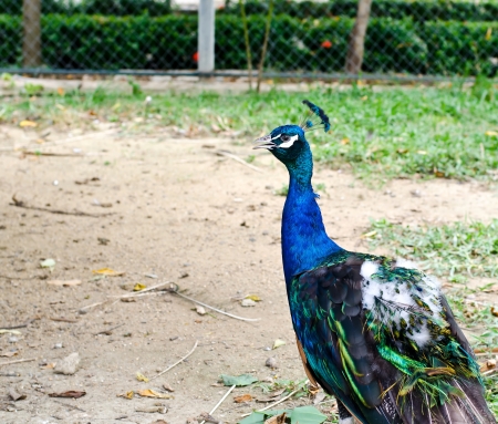 Peacock の写真素材
