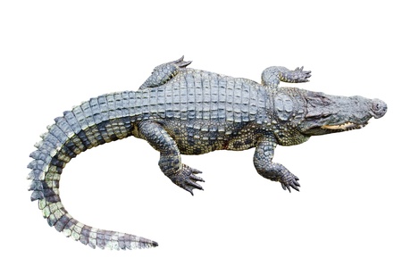 Crocodile isolated on white background with clipping pathの写真素材