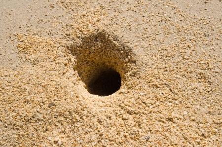 Crab holes の写真素材