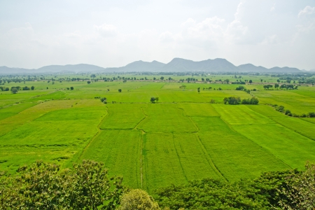 Top view of rice field の写真素材
