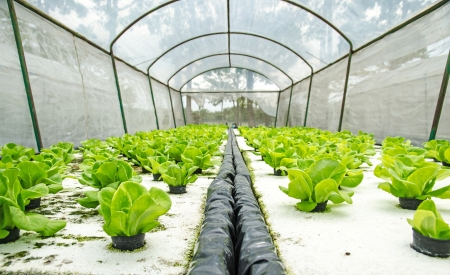 Organic hydroponic vegetableの写真素材