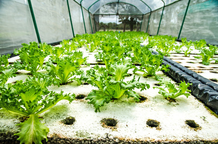 Organic hydroponic vegetableの写真素材