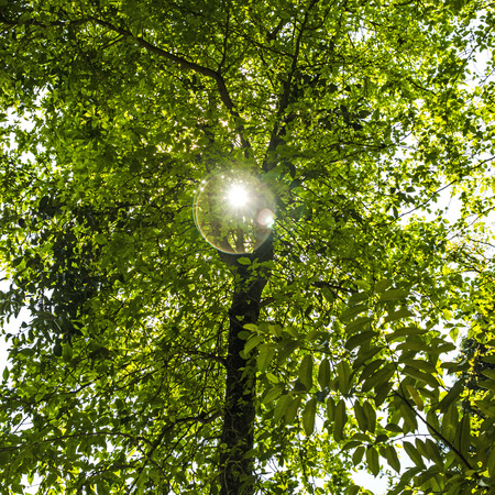 Green leaves and bright sunの写真素材