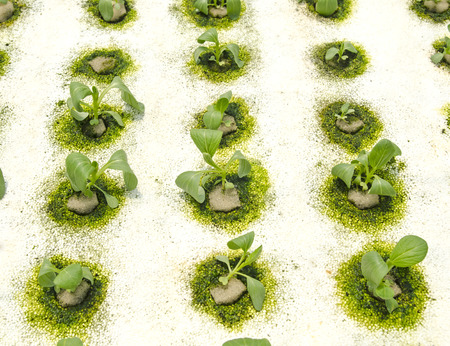 Organic hydroponic vegetableの写真素材