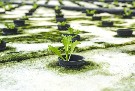 Organic hydroponic vegetableの写真素材