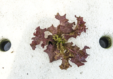 Organic hydroponic vegetableの写真素材