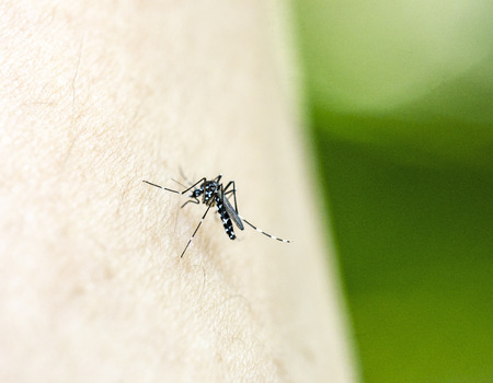 Close up of mosquito drinks bloodの写真素材