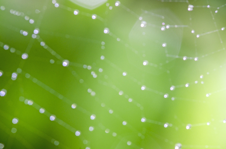 Natural Bokeh, blurred bokeh with spider webの写真素材