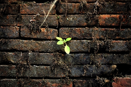 Plant growing out of an old wallの写真素材