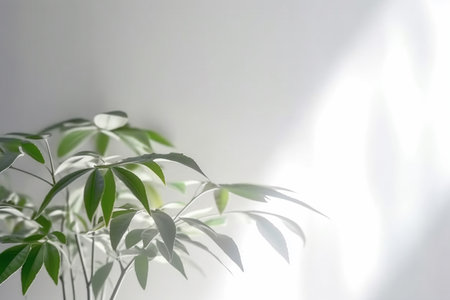 Indoor plant in a pot on a white wall background.の素材