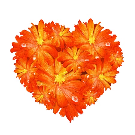 A Beautiful Heart Shape of Orange Gerbera Daisy on A White Backgroundの写真素材