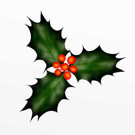 Christmas Holly Twig for Christmas Eve  の写真素材
