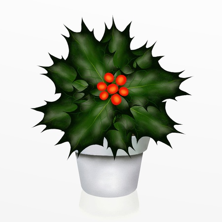 A Christmas Holly Tree in White Potの写真素材