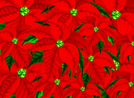Poinsettia Flowers Pattern Background for Christmas  の写真素材