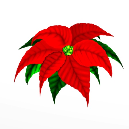 Christmas Poinsettia Flowerの写真素材