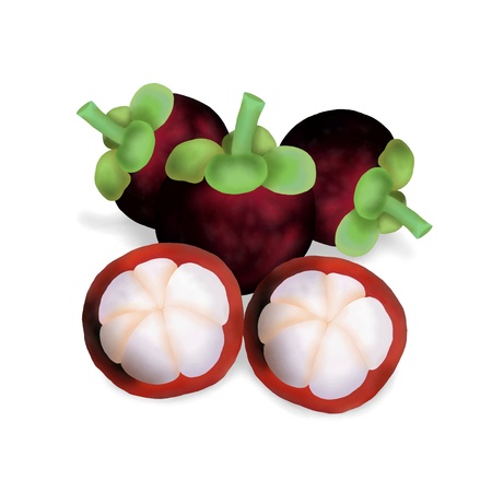 Hand Drawing of Ripe Sweet Mangosteens and Mangosteens Cut into Half, Isolated on White Background の写真素材